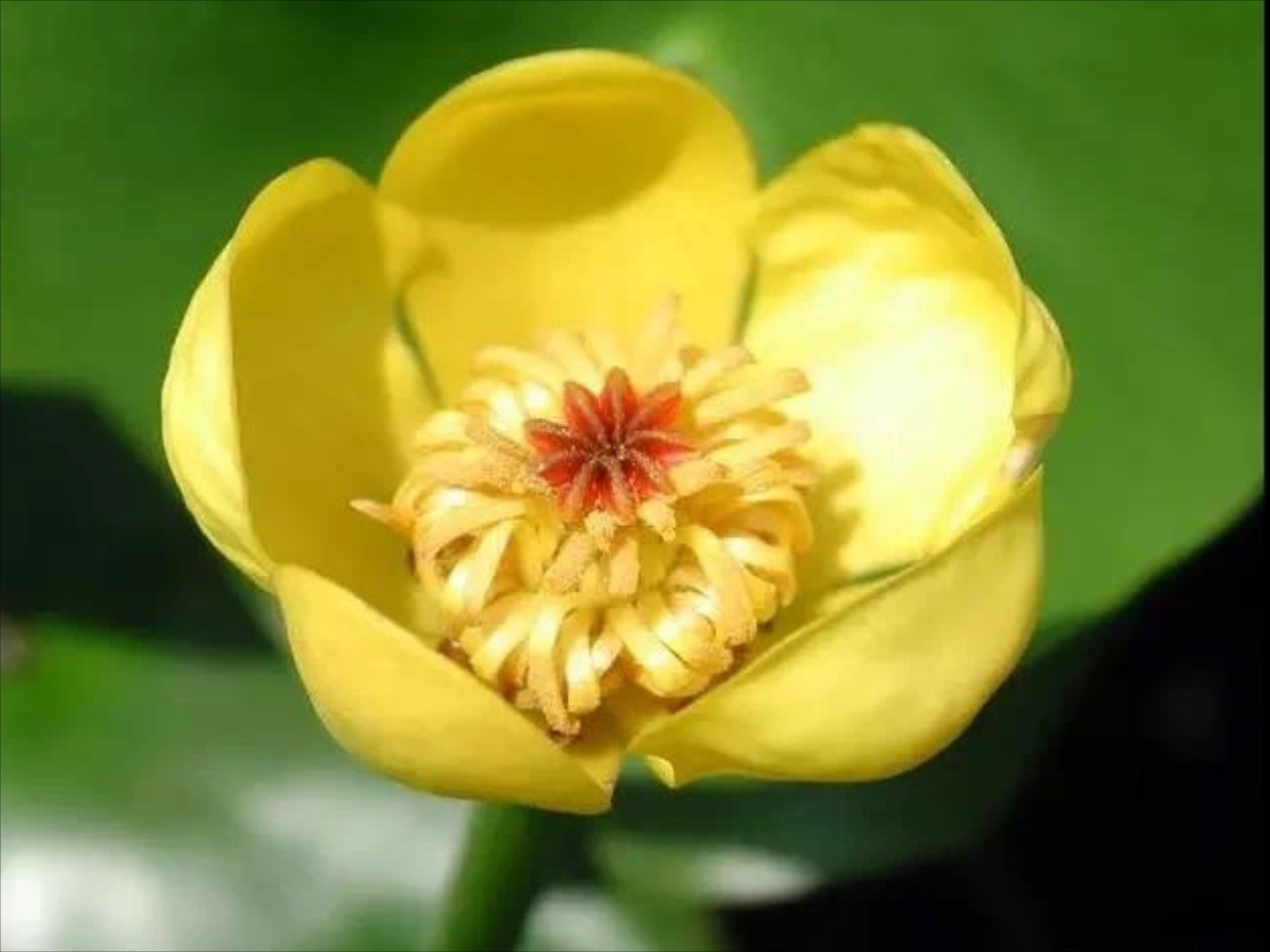 包含澳门金莲蓬勃发展,气质独特的词条 包含澳门金莲蓬勃发展,气质独特的词条