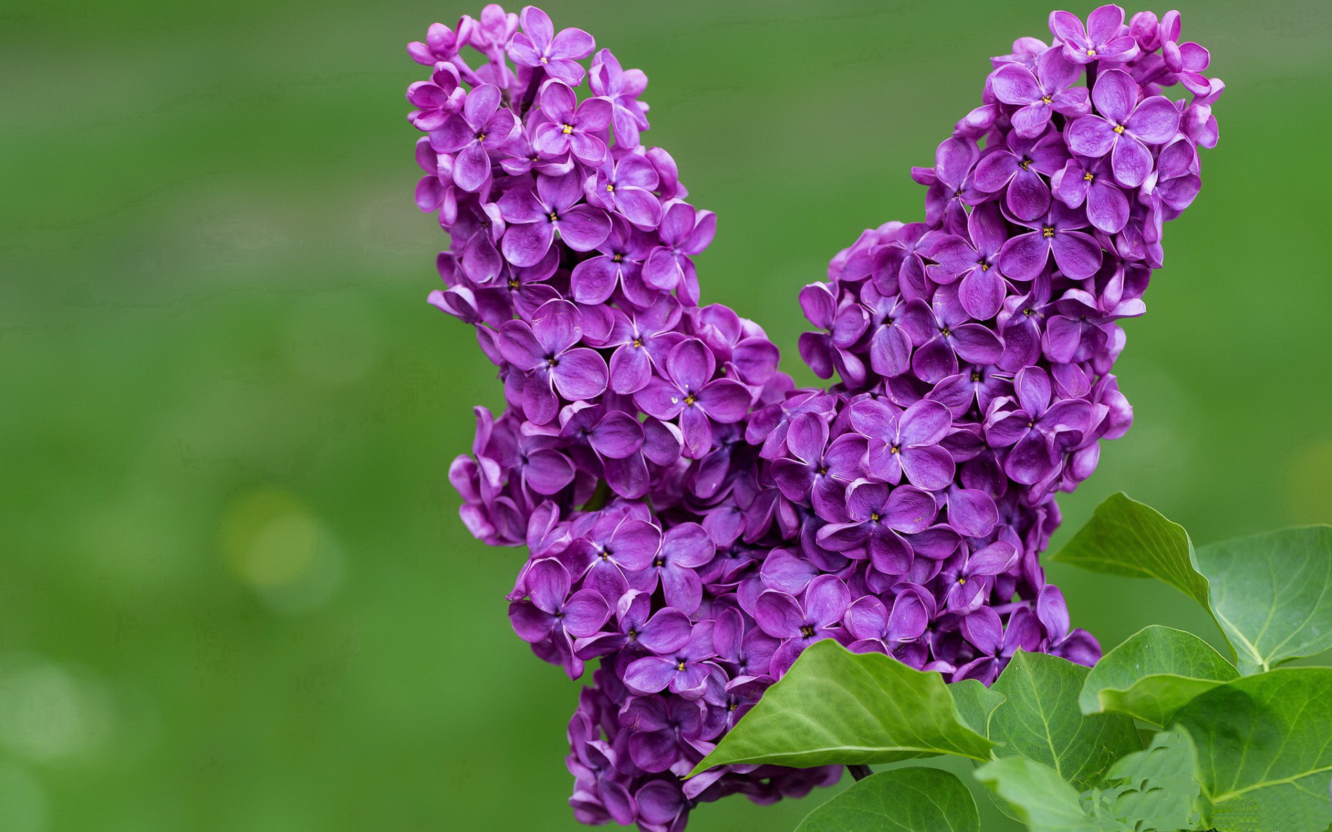 绿茵场上的平行宇宙，当玻利维亚的坚韧遇上多特蒙德的狂飙，与姆巴佩无处不在的幽灵